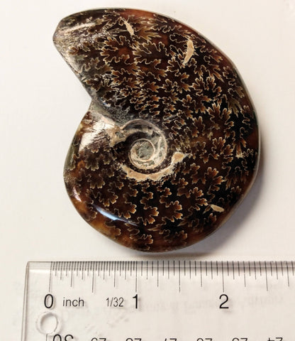 Ammonite fossil