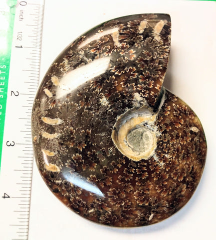 Ammonite fossil