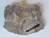 Rough Rock, Slab Youngite