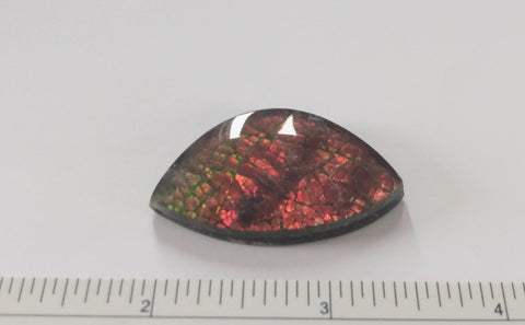 Cabochon, Ammolite